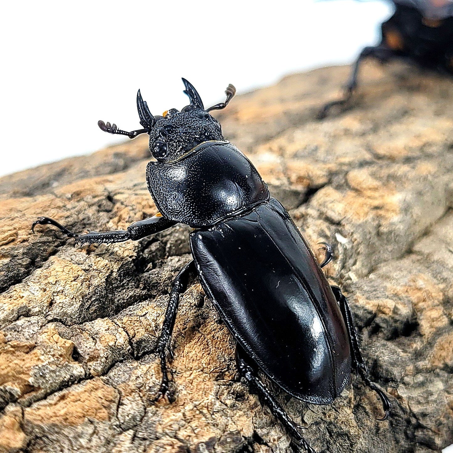 Thai Golden Hart Stag Beetle (Rhaetulus crenatus speciosus)