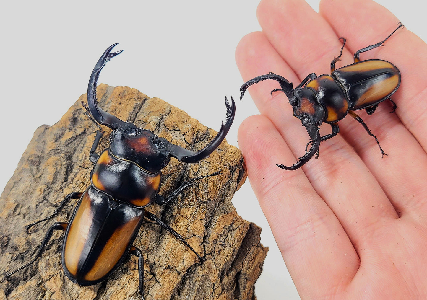 Thai Golden Hart Stag Beetle (Rhaetulus crenatus speciosus)