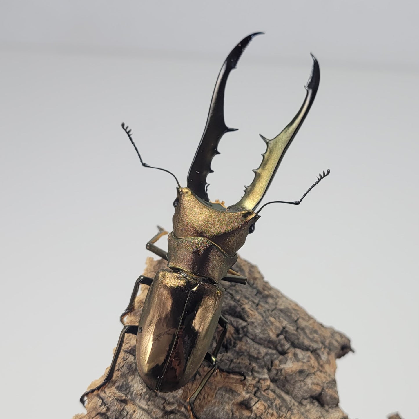 Metallic Stag Beetle (Cyclommatus metallifer finae)