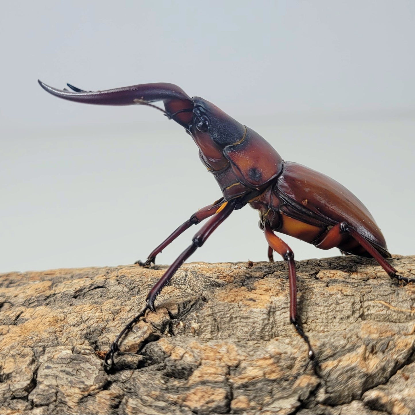 Prosopocoilus dissimilis elegans