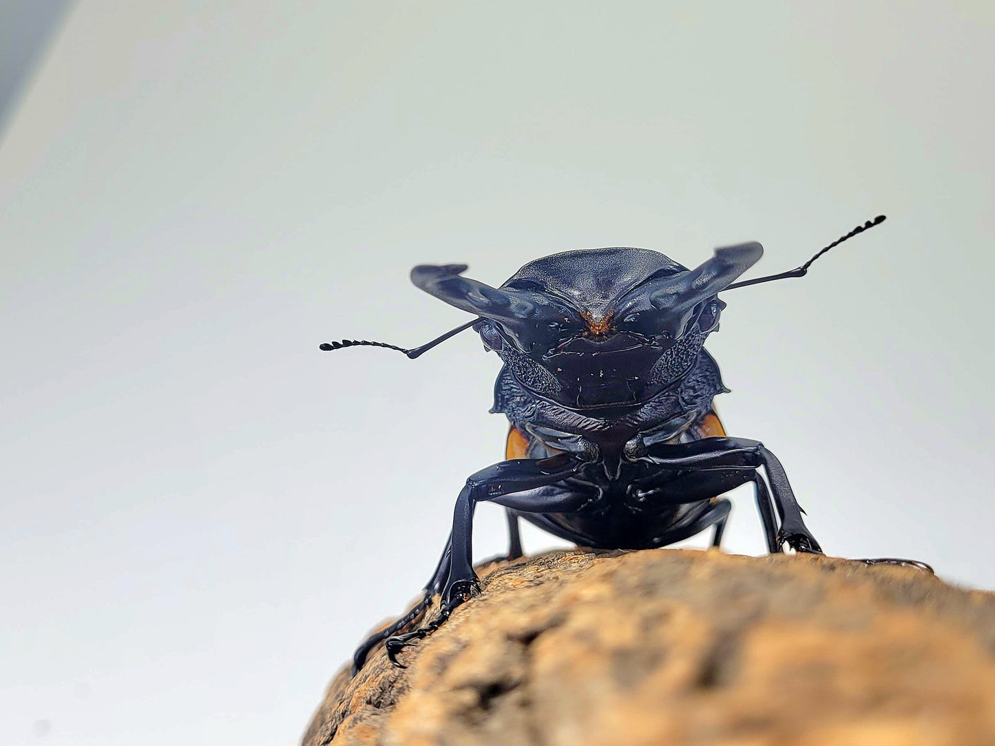 Overlord Ghost Stag Beetle (Odontolabis burmeisteri)