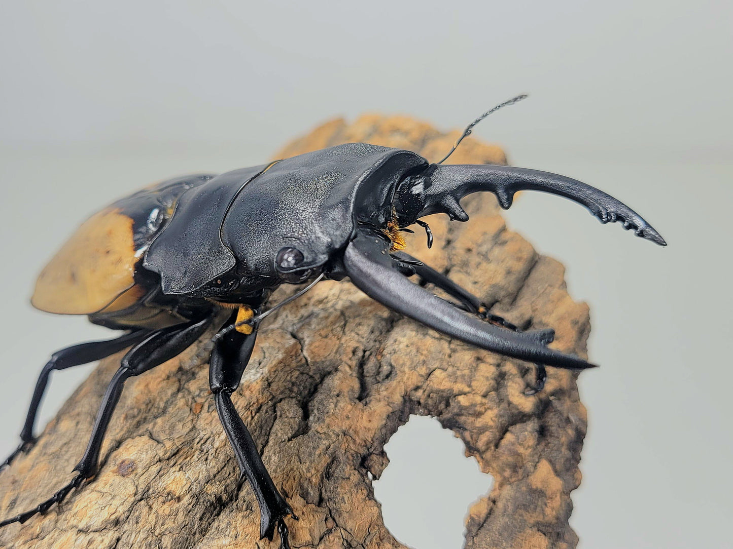 Overlord Ghost Stag Beetle (Odontolabis burmeisteri)