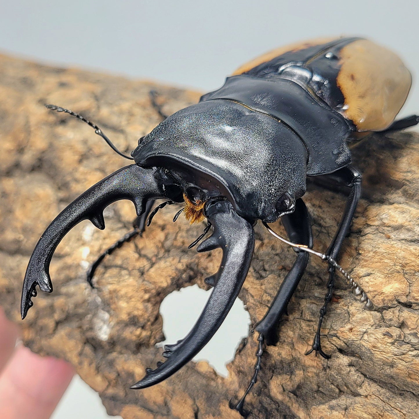 Overlord Ghost Stag Beetle (Odontolabis burmeisteri)