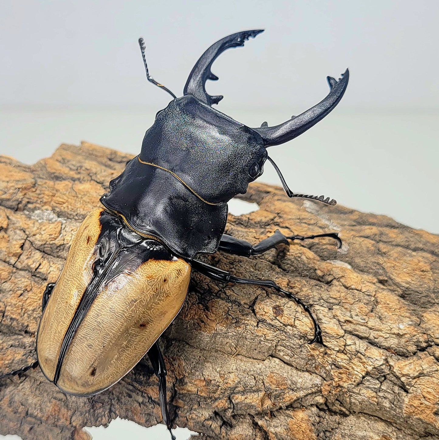 Overlord Ghost Stag Beetle (Odontolabis burmeisteri)