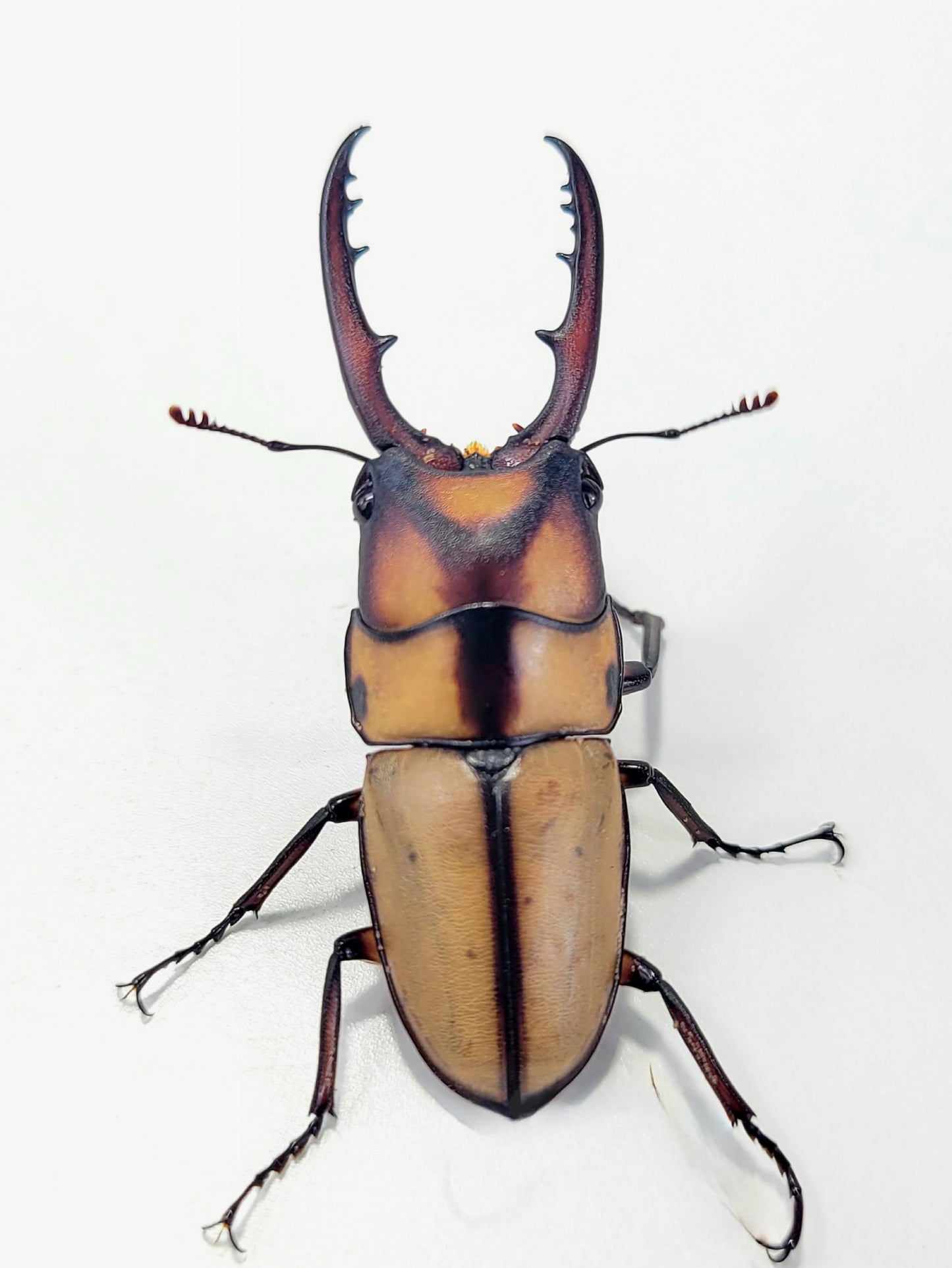 Prosopocoilus suturalis