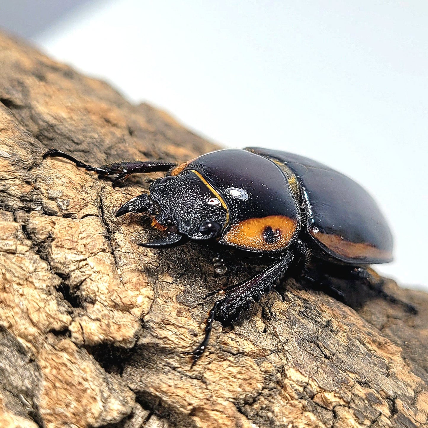 Prosopocoilus fabricei takakuwai