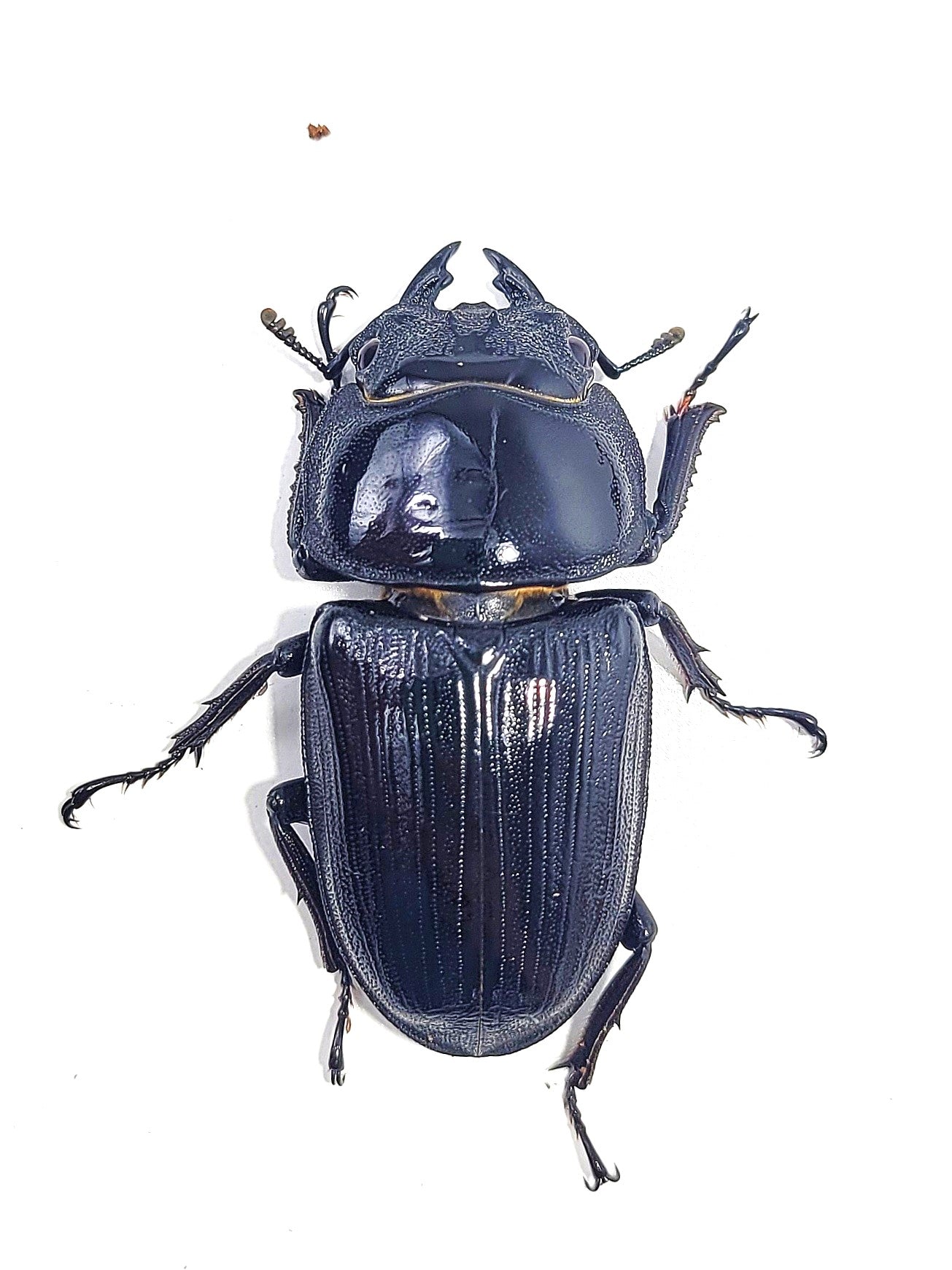 Japan Hope's Stag Beetle (Dorcus hopei binodulosus)