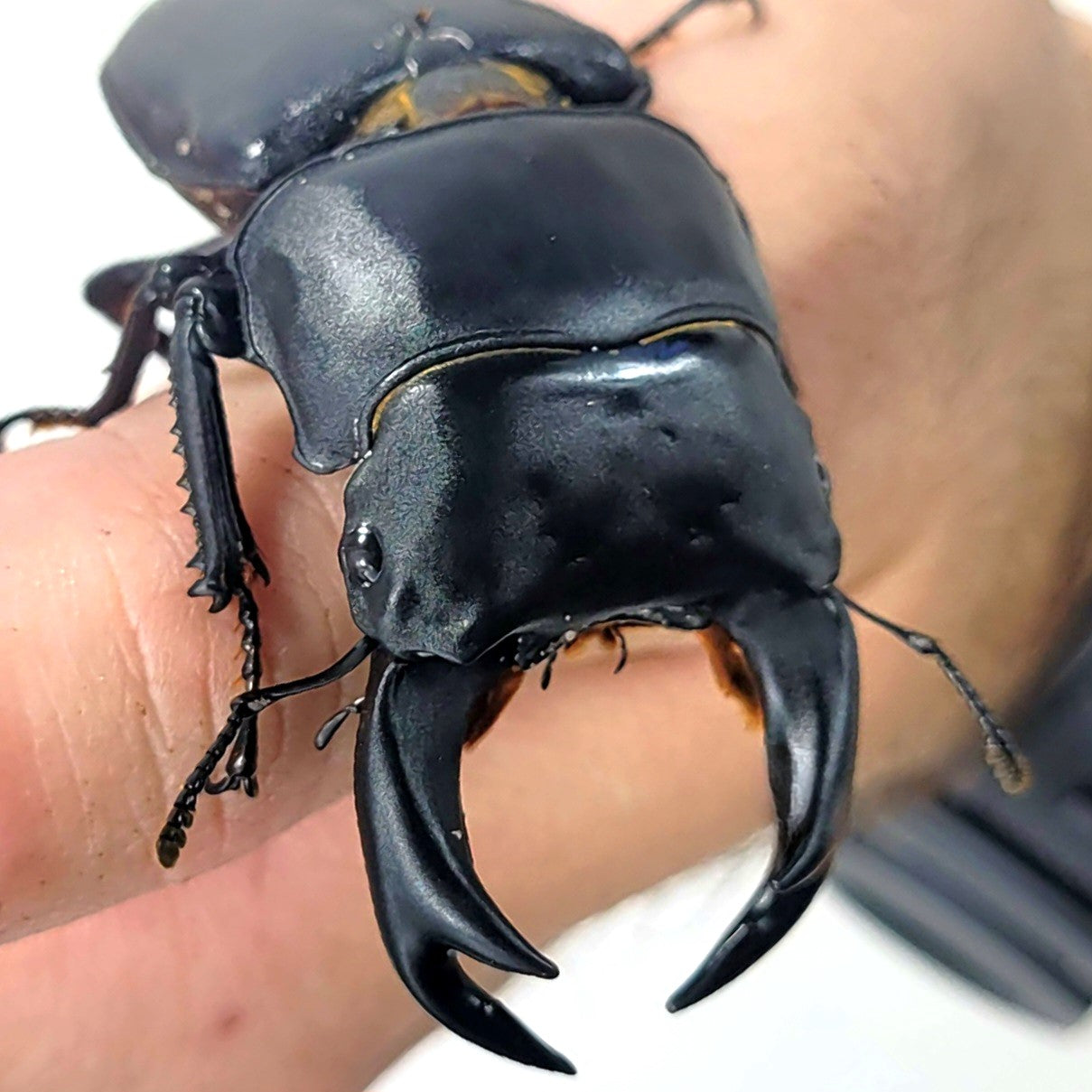 Japan Hope's Stag Beetle (Dorcus hopei binodulosus)