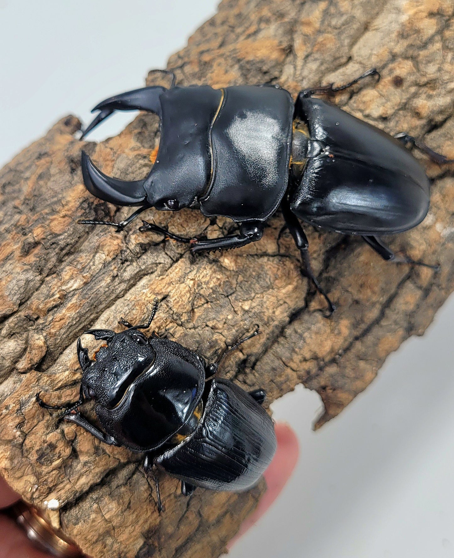 Japan Hope's Stag Beetle (Dorcus hopei binodulosus)