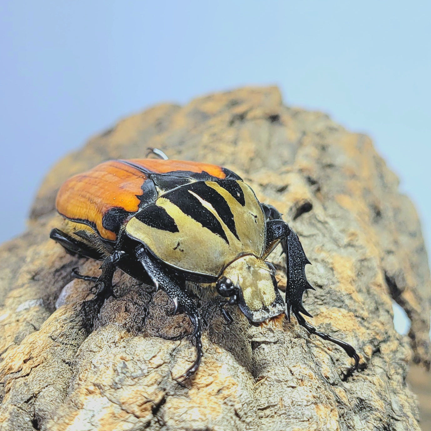 Oberthuri Flower Beetle (Mecynorhina oberthuri)