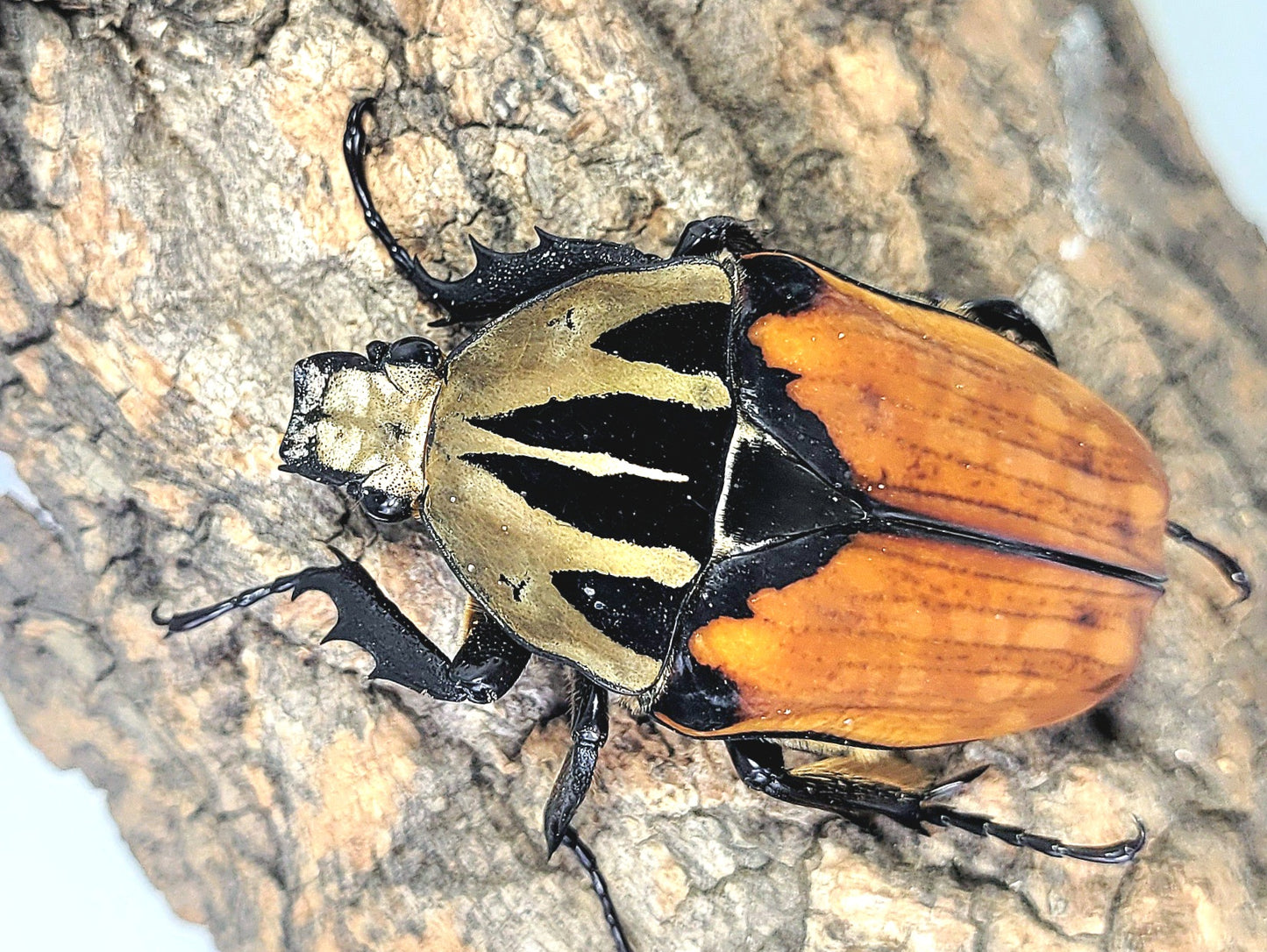 Oberthuri Flower Beetle (Mecynorhina oberthuri)