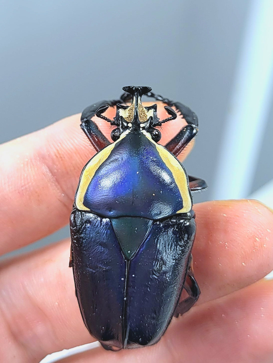 Blue Derby Flower Beetle (Dicronorhina derbyana)