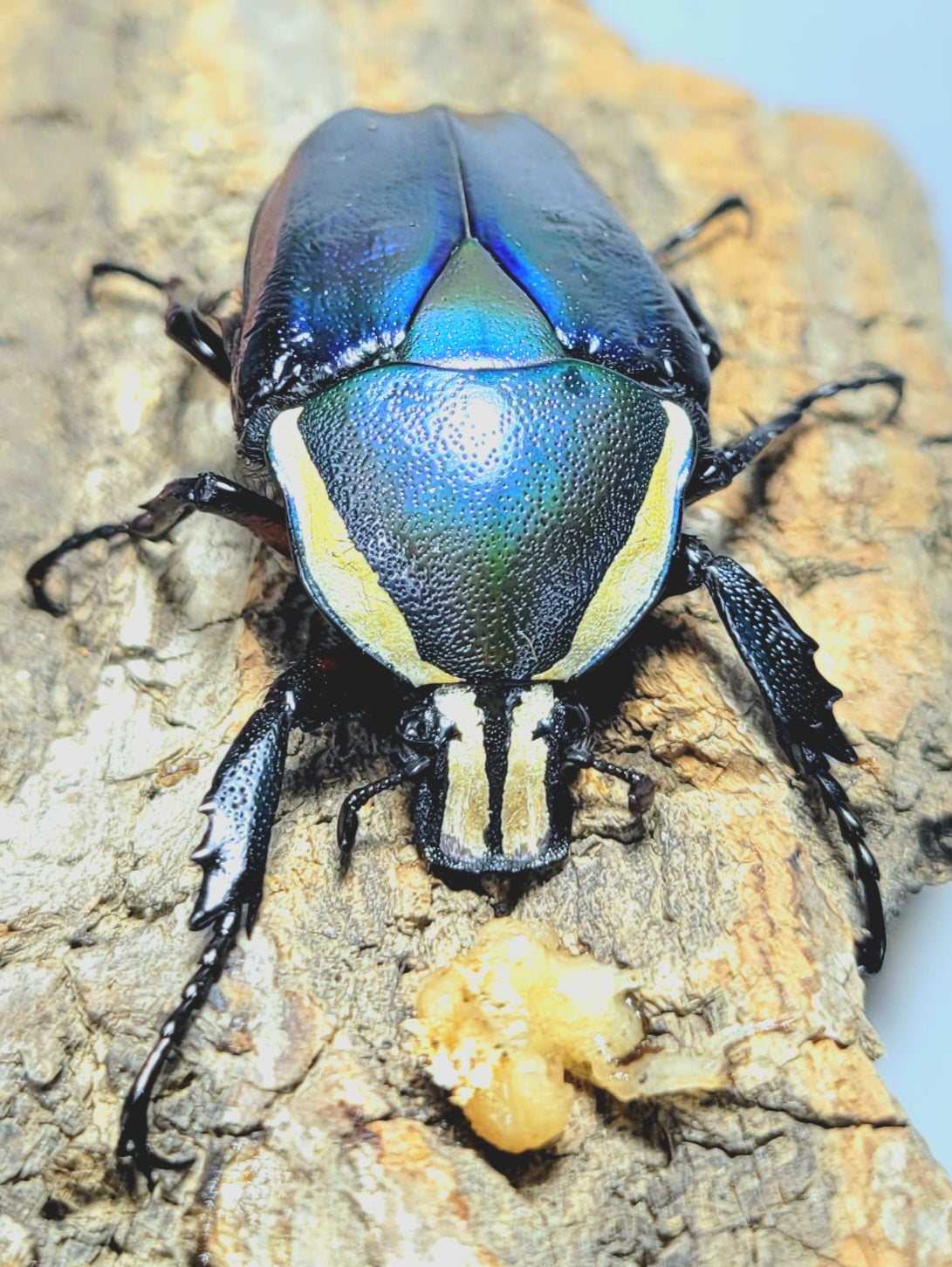 Dicronorrhina derbyana (Blue)
