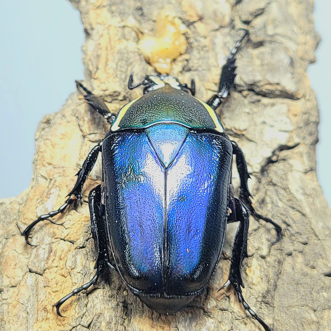 Blue Derby Flower Beetle (Dicronorhina derbyana)