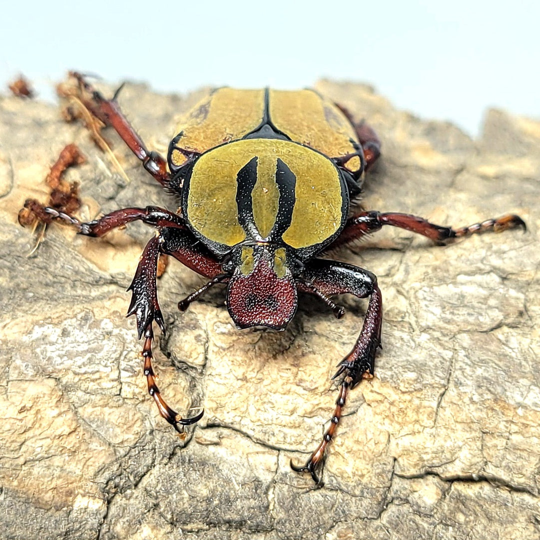 Dicronocephalus wallichi bourgoini