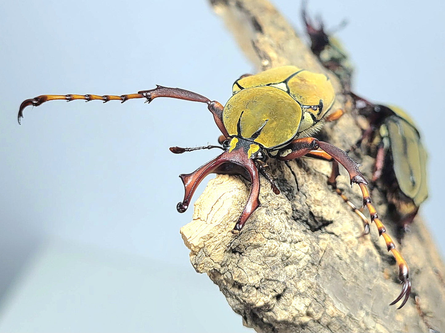 Dicronocephalus wallichi bourgoini