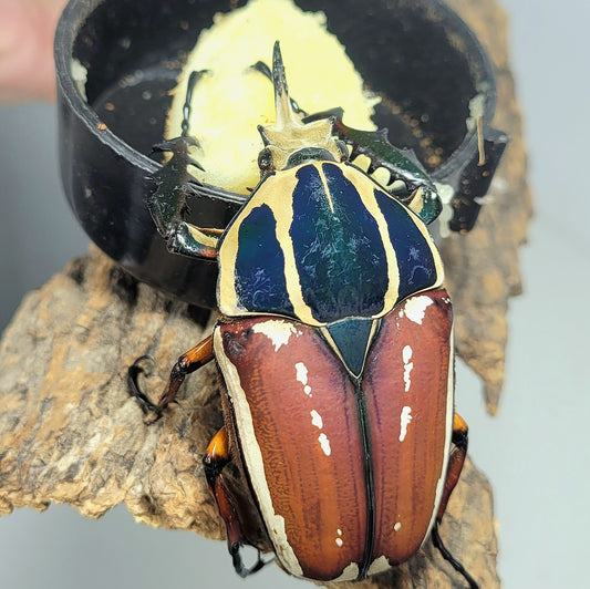 Mecynorhina torquata ugandensis (Red)