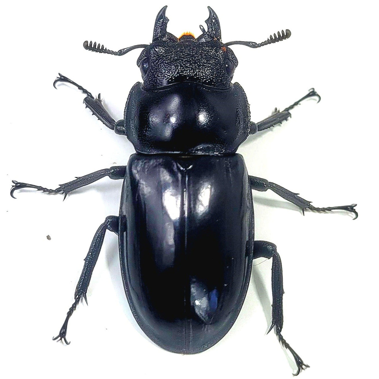 Hexarthrius mandibularus sumatra