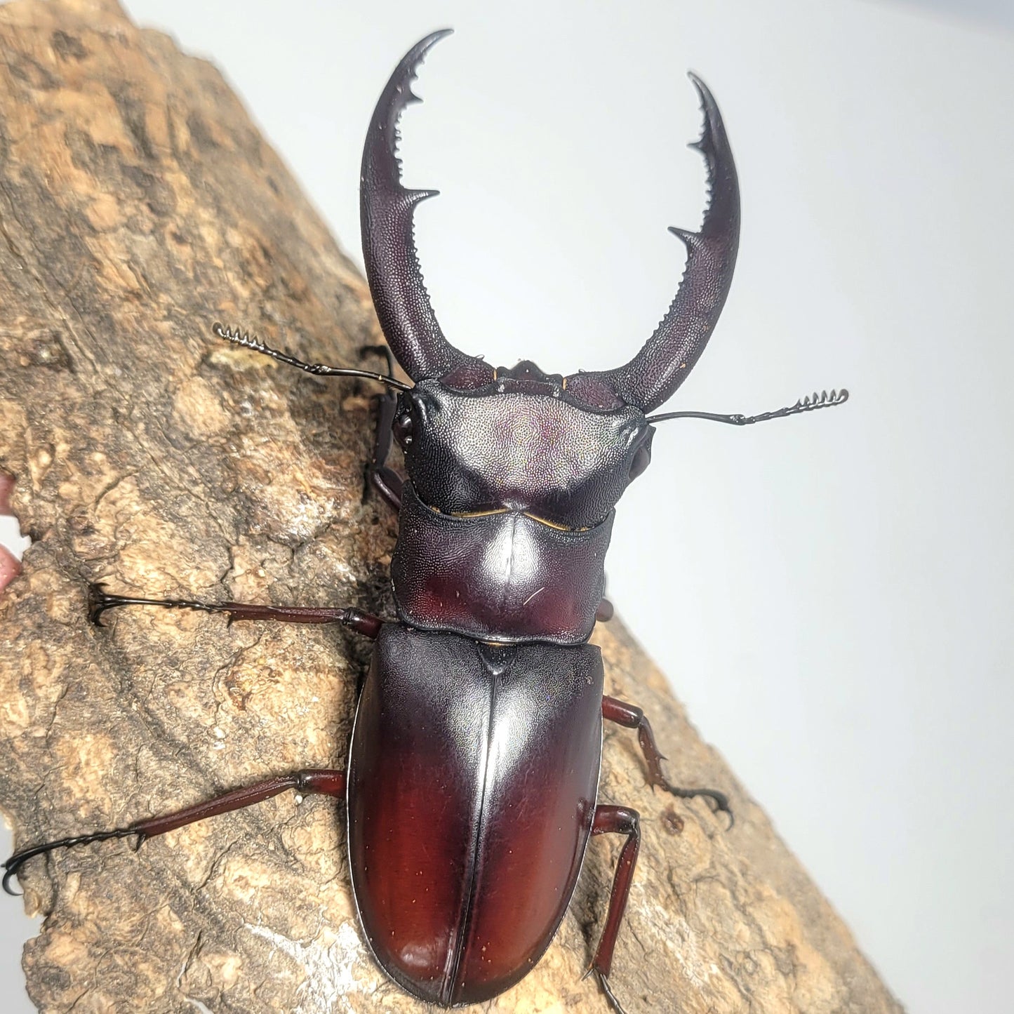 Hexarthrius mandibularis mandibularis