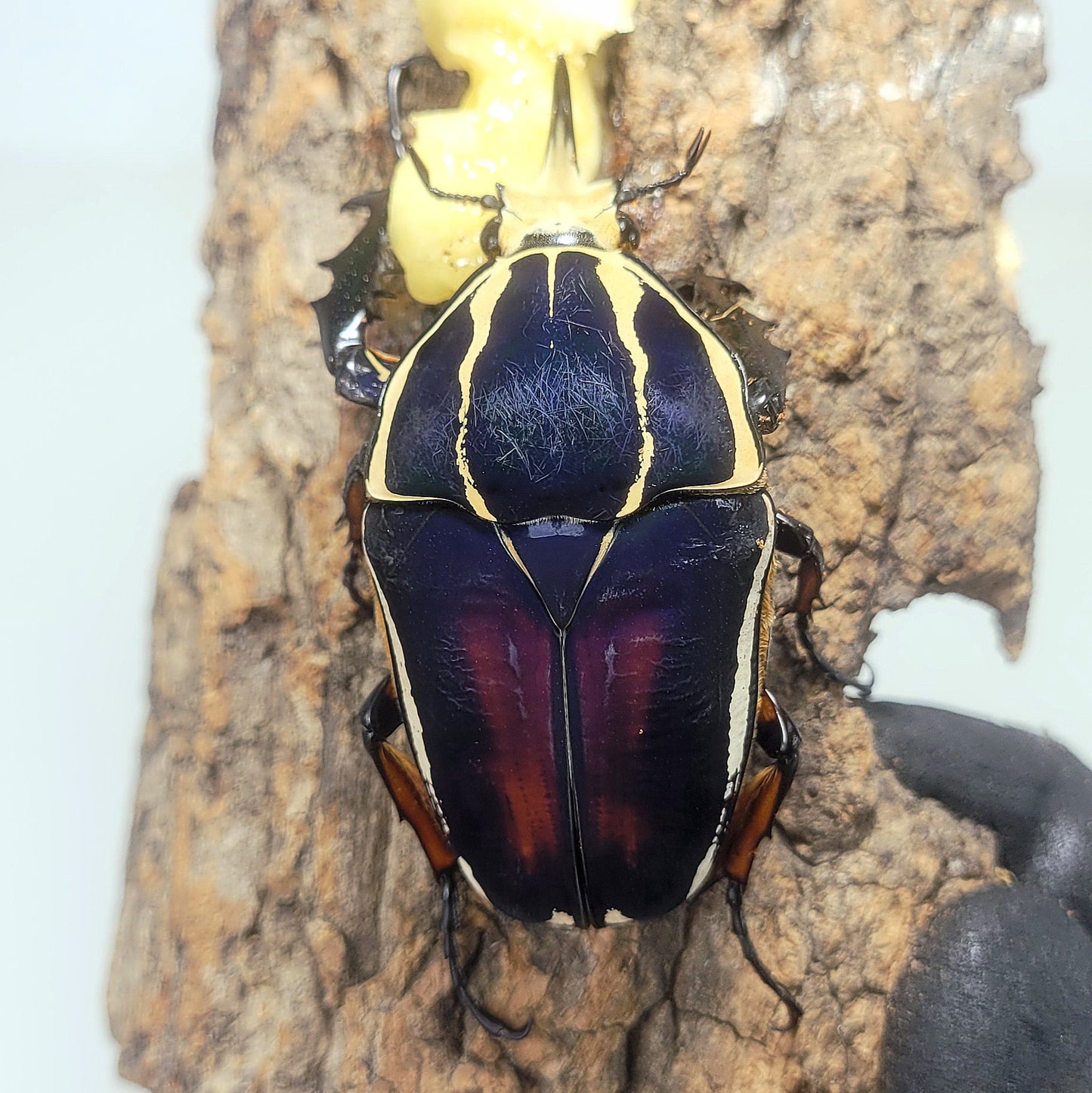 Mecynorhina torquata ugandensis (Blue)