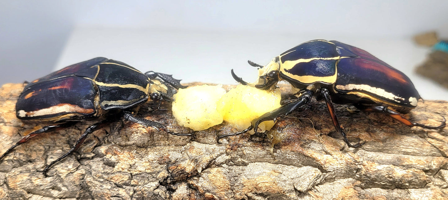 Mecynorhina torquata ugandensis (Blue)