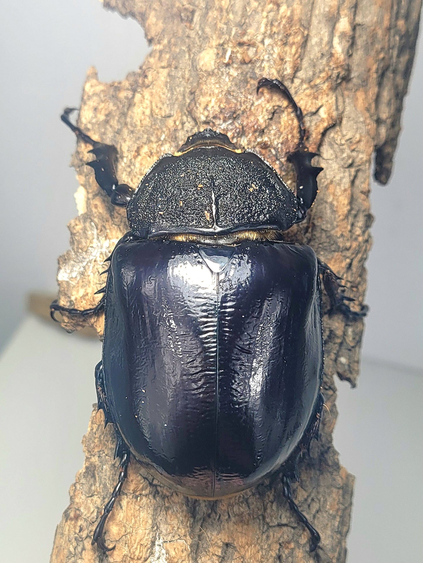 Mars Rhino Beetle (Megasoma mars)