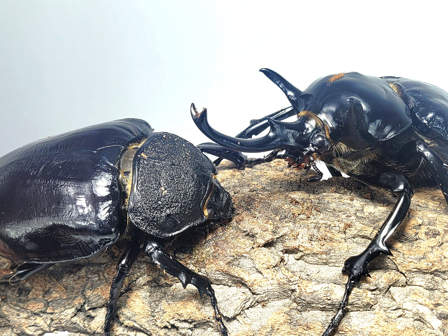 Mars Rhino Beetle (Megasoma mars)