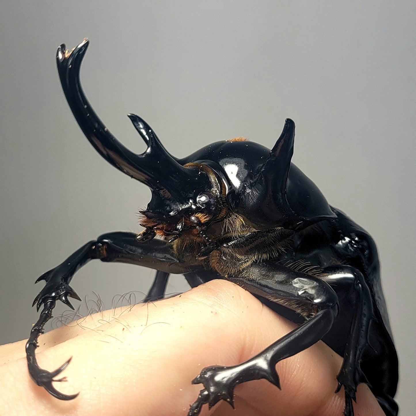 Mars Rhino Beetle (Megasoma mars)