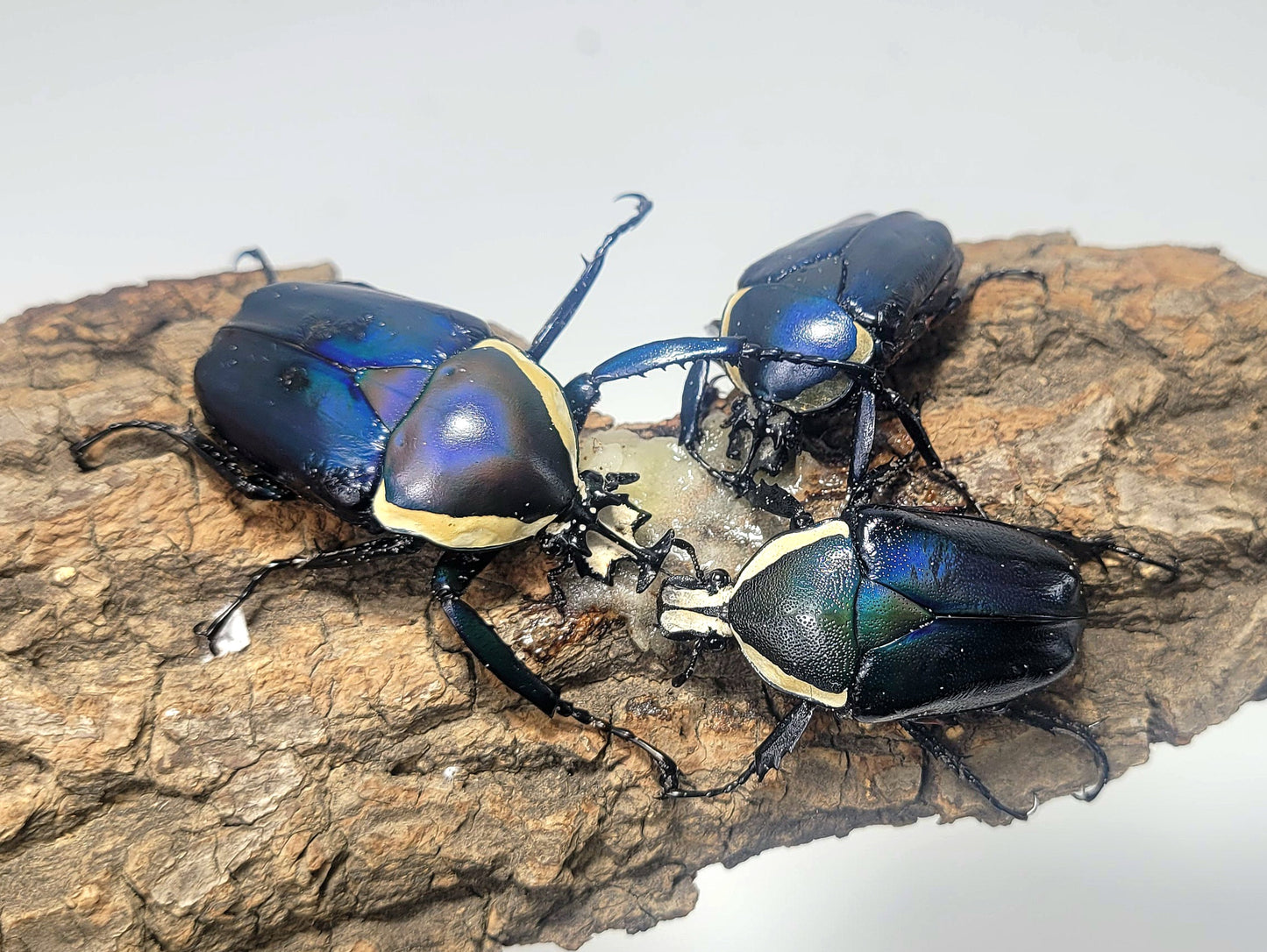 Dicronorrhina derbyana (Blue)