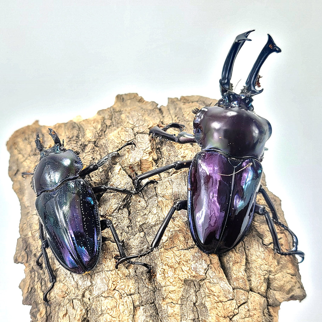 Buy Black Stag Beetles Online Stag Beetles For Sale James Beetle Farm buy-black-stag-beetles-online-stag-beetles-for-sale-james-beetle-farm