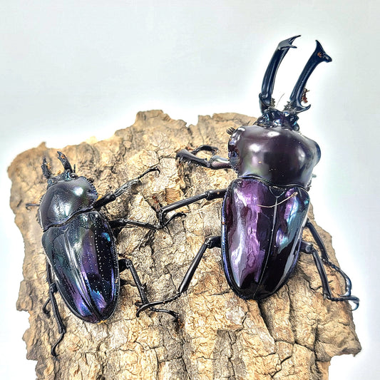 Purple Rainbow Stag Beetle (Phalacrognathus muelleri)