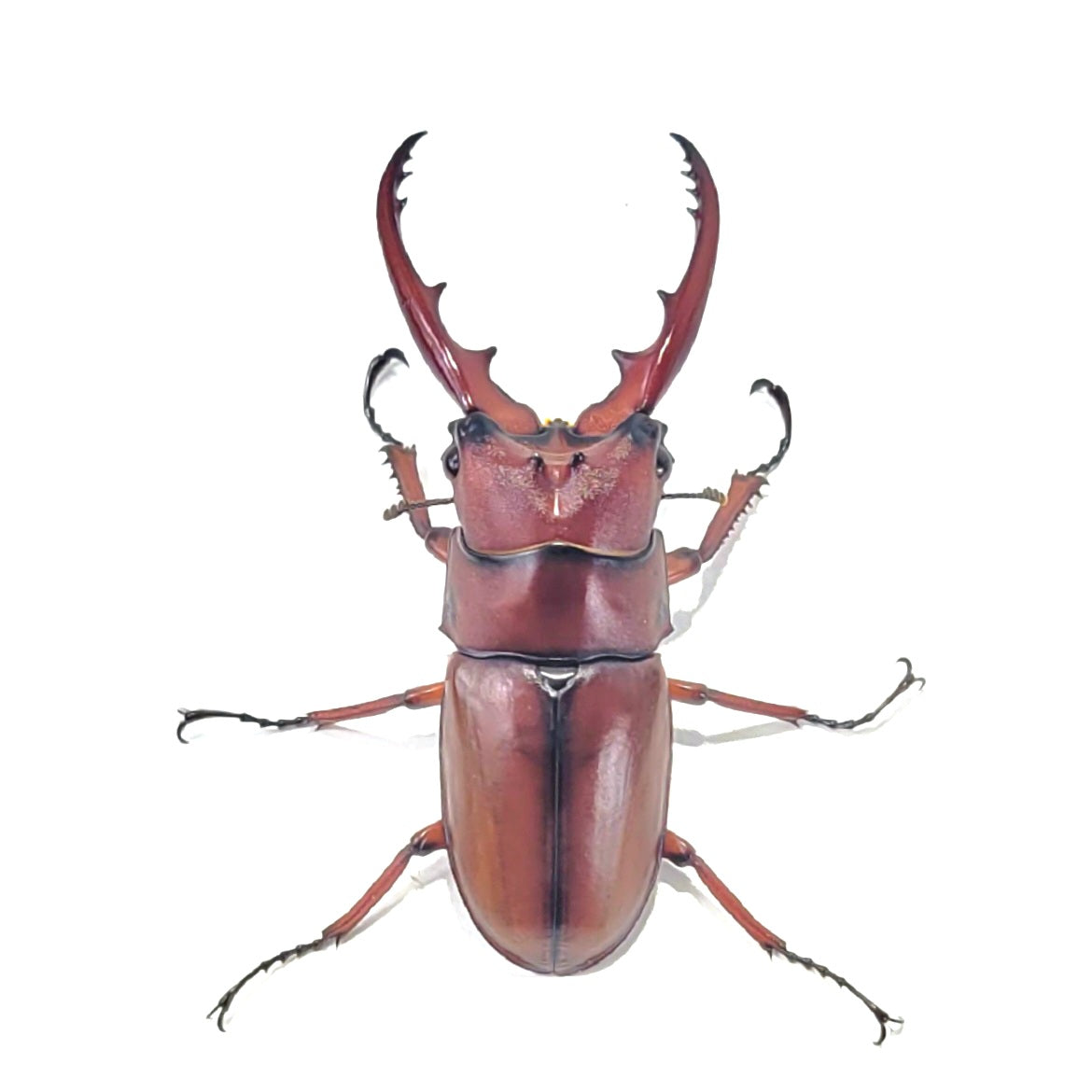 Prosopocoilus astacoides fraternus