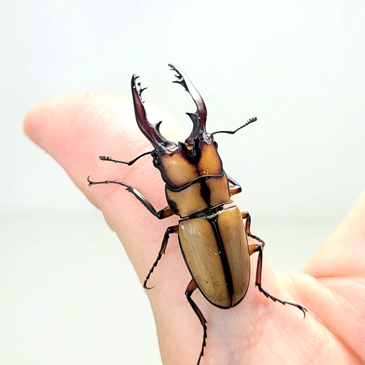 Crab Sawtooth Stag Beetle (Prosopocoilus kannegieteri)