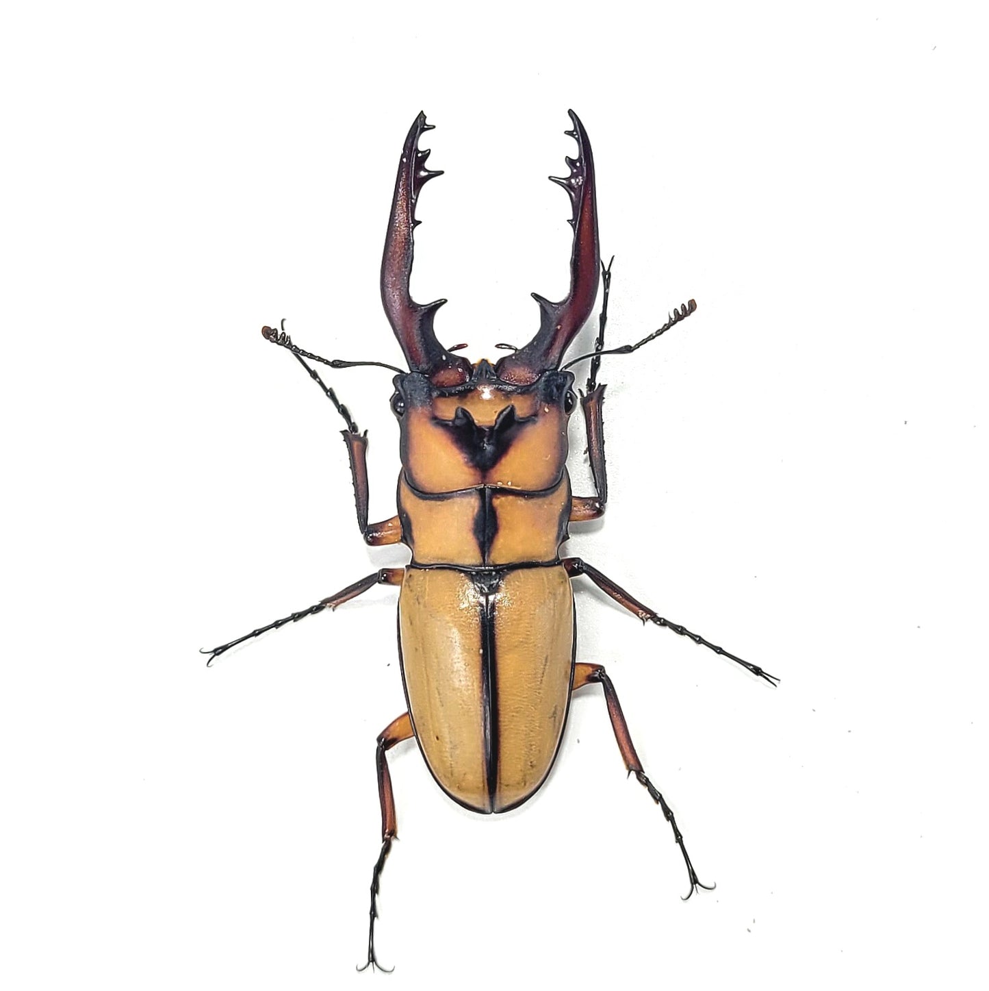 Crab Sawtooth Stag Beetle (Prosopocoilus kannegieteri)