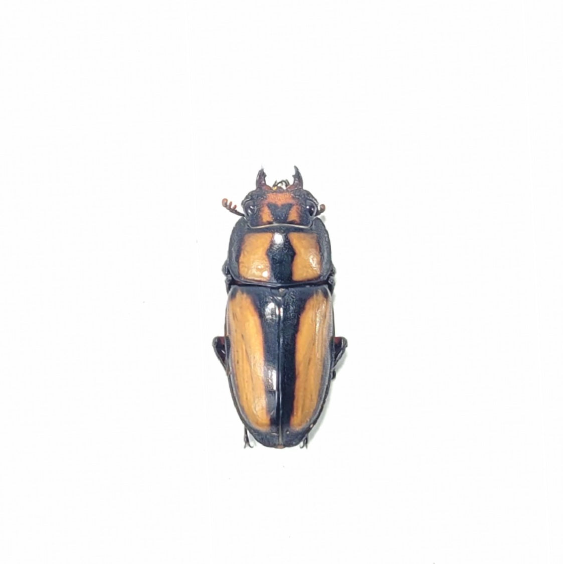 Crab Sawtooth Stag Beetle (Prosopocoilus kannegieteri)