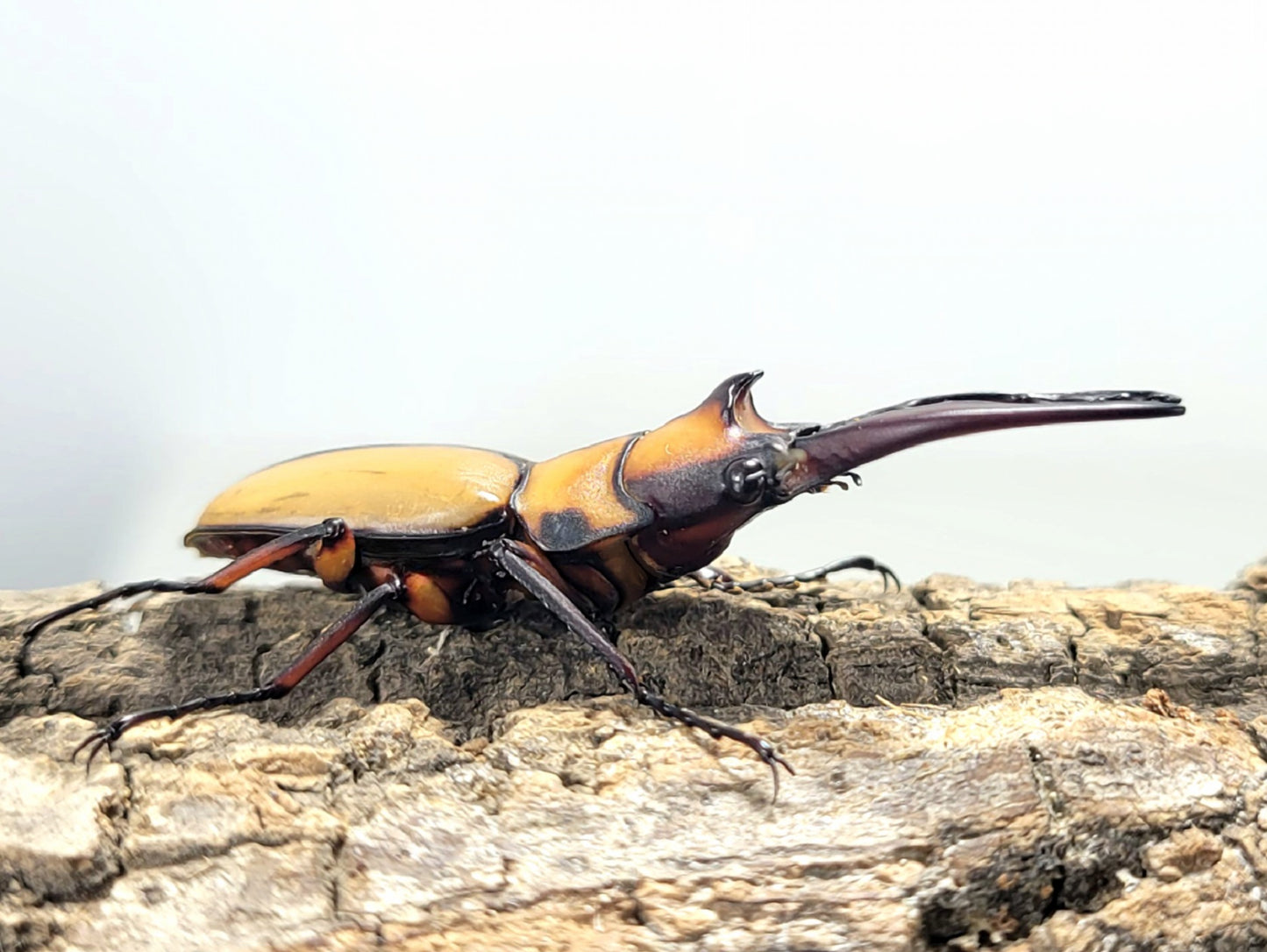 Crab Sawtooth Stag Beetle (Prosopocoilus kannegieteri)