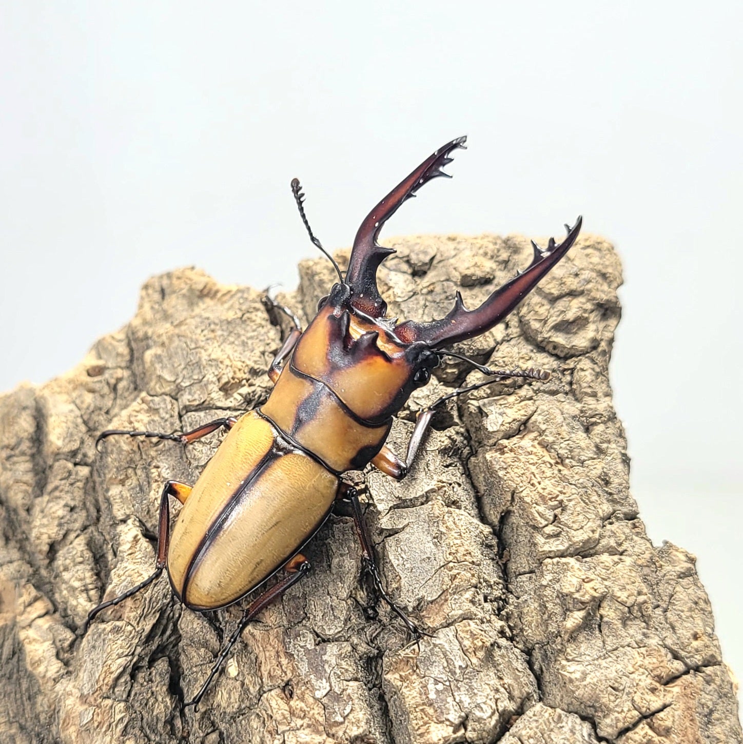 Crab Sawtooth Stag Beetle (Prosopocoilus kannegieteri) – James' Beetle Farm