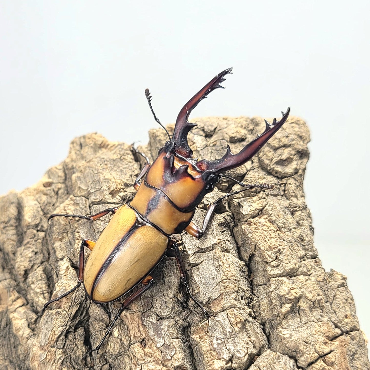 Crab Sawtooth Stag Beetle (Prosopocoilus kannegieteri)