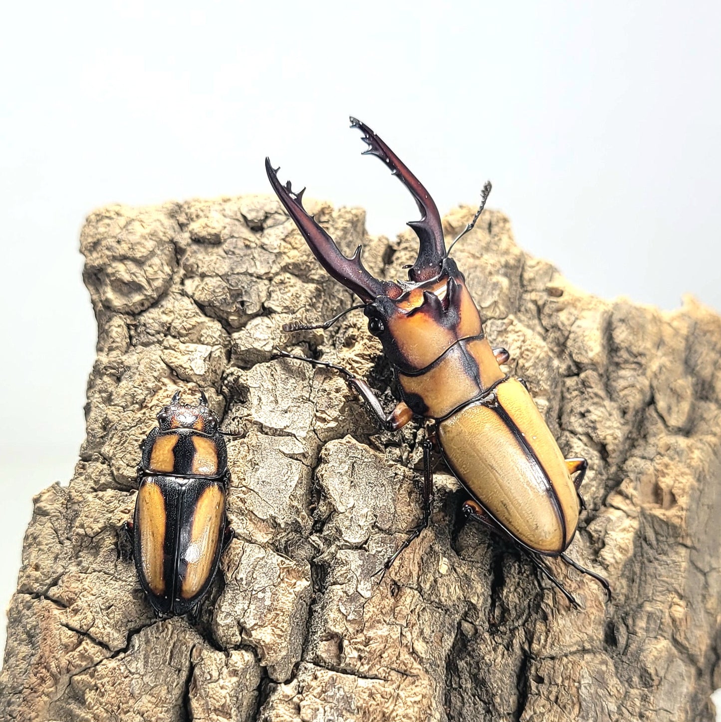 Crab Sawtooth Stag Beetle (Prosopocoilus kannegieteri)