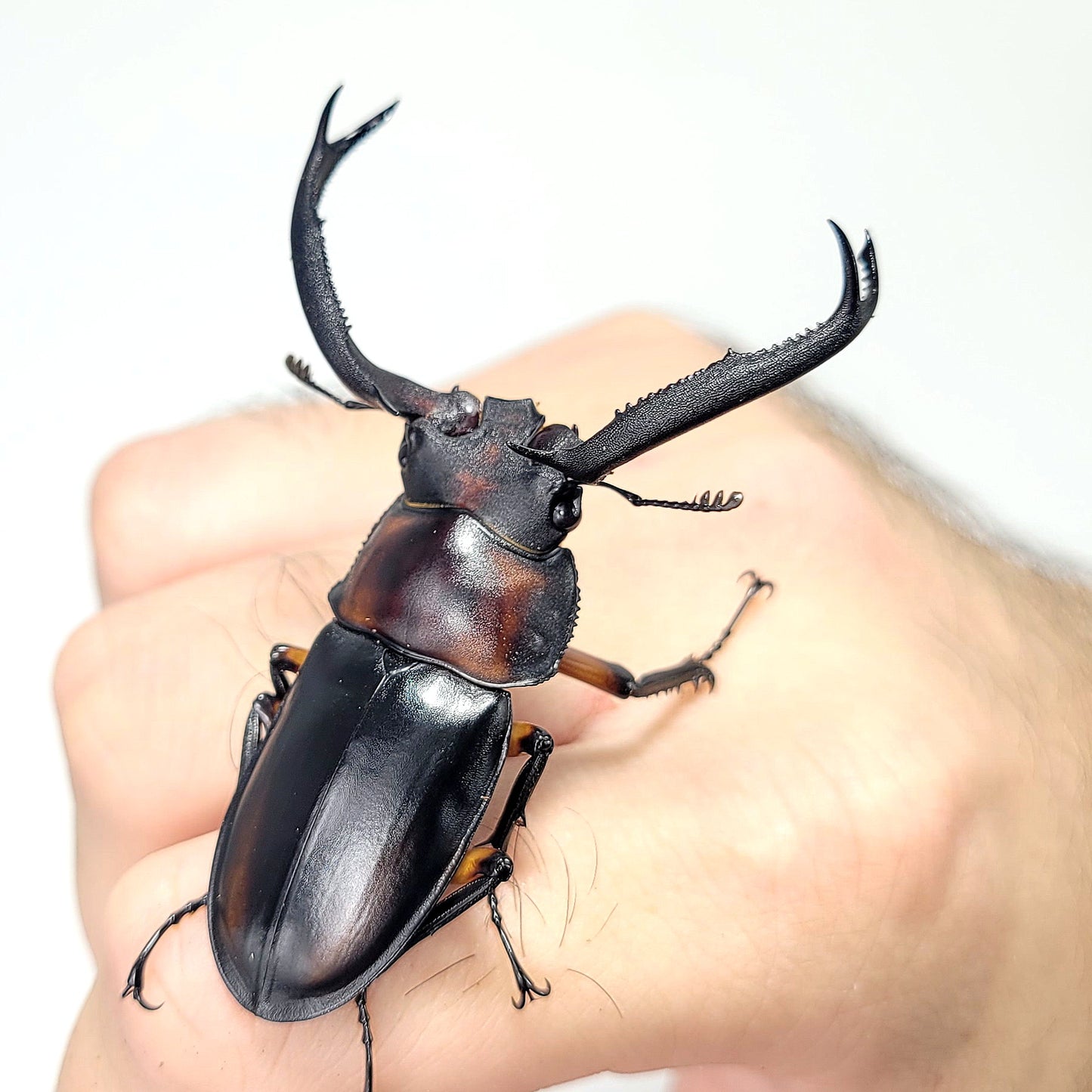 Tempest Hart Stag Beetle (Rhaetulus didieri)