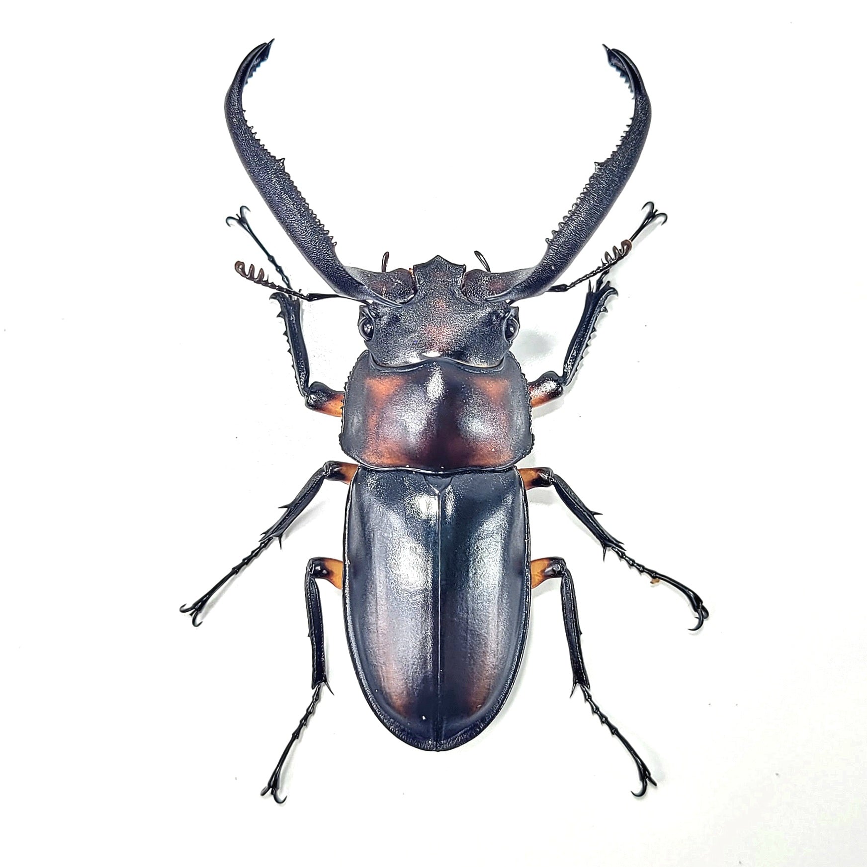 Tempest Hart Stag Beetle (Rhaetulus didieri) – James' Beetle Farm