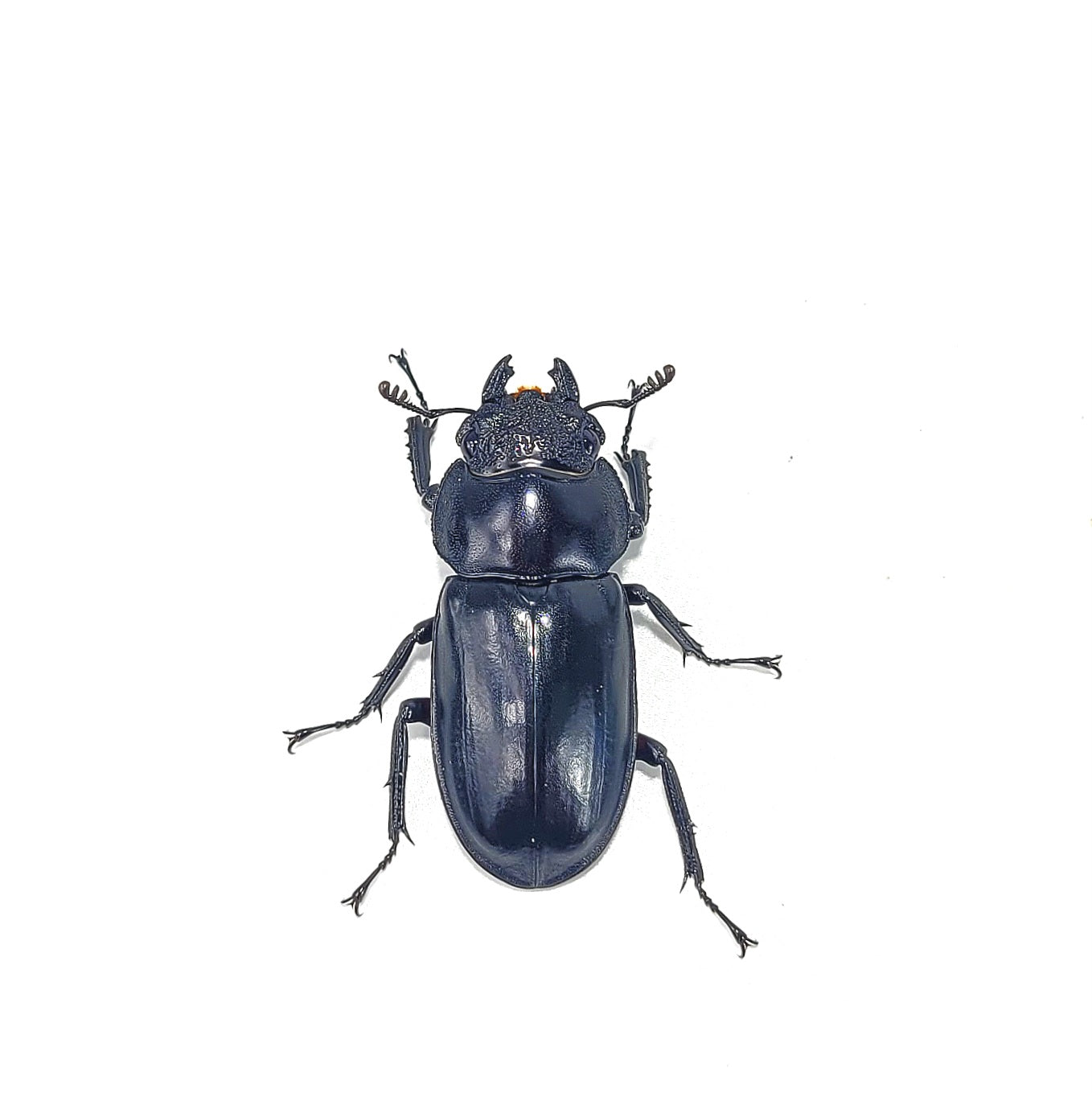 Tempest Hart Stag Beetle (Rhaetulus didieri)