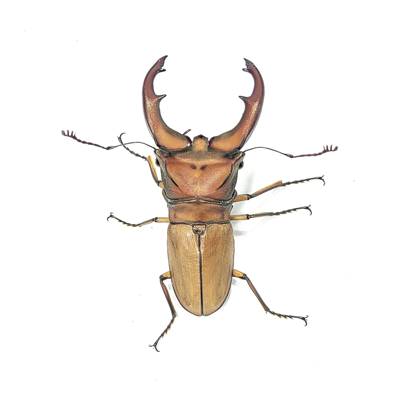 Cyclommatus mniszechi