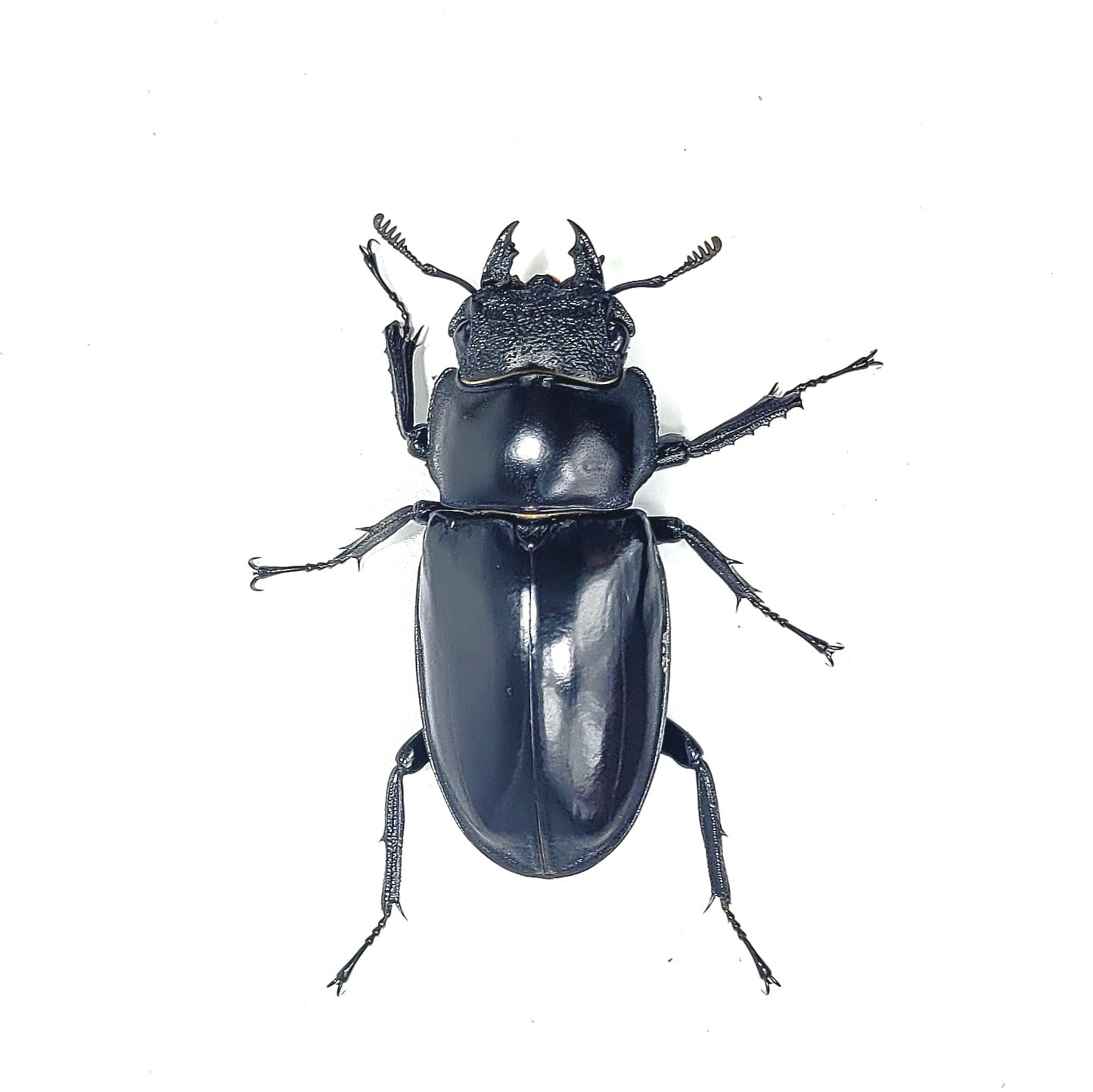 Hexarthrius parryi paradoxus