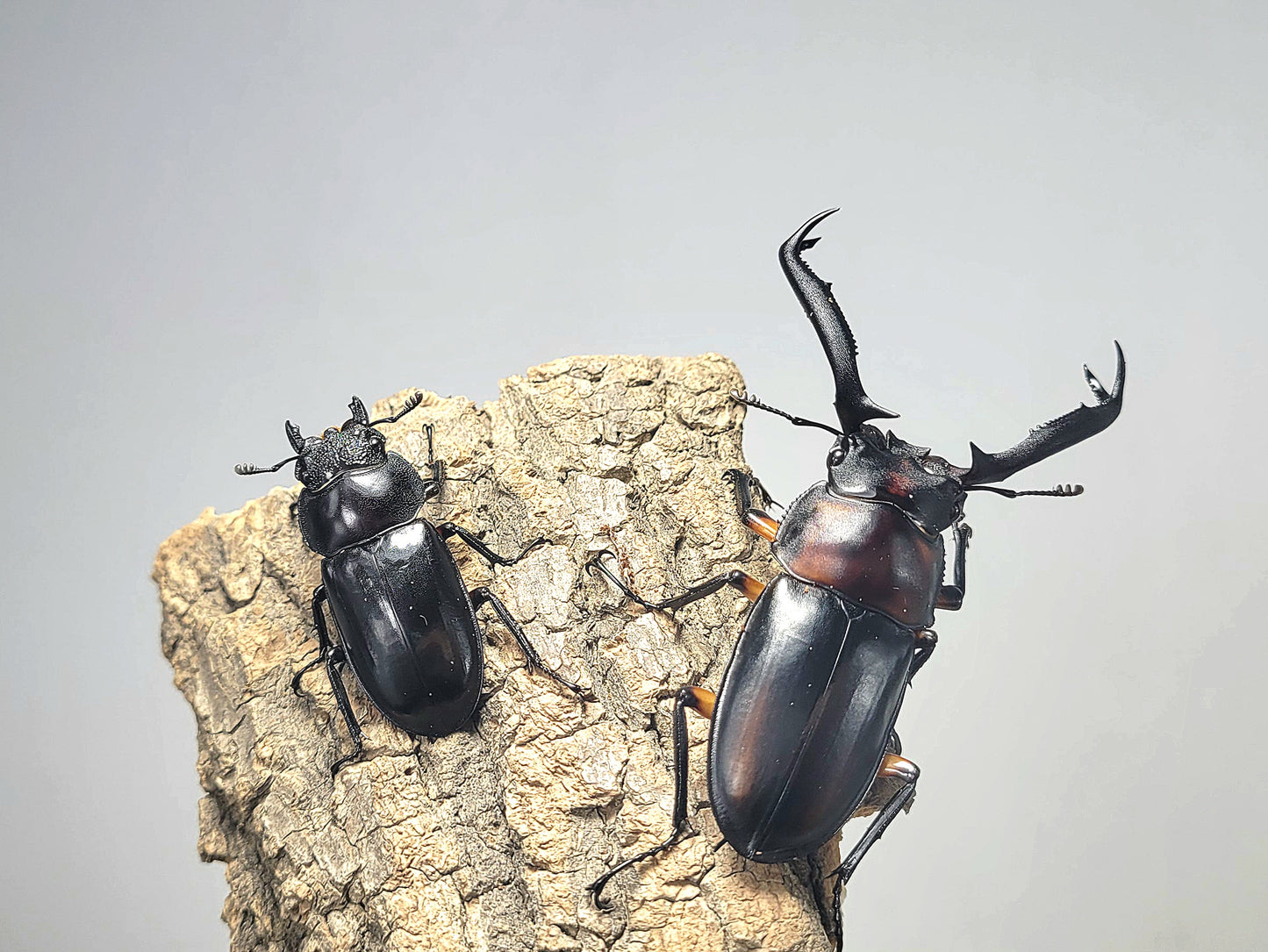 Tempest Hart Stag Beetle (Rhaetulus didieri)