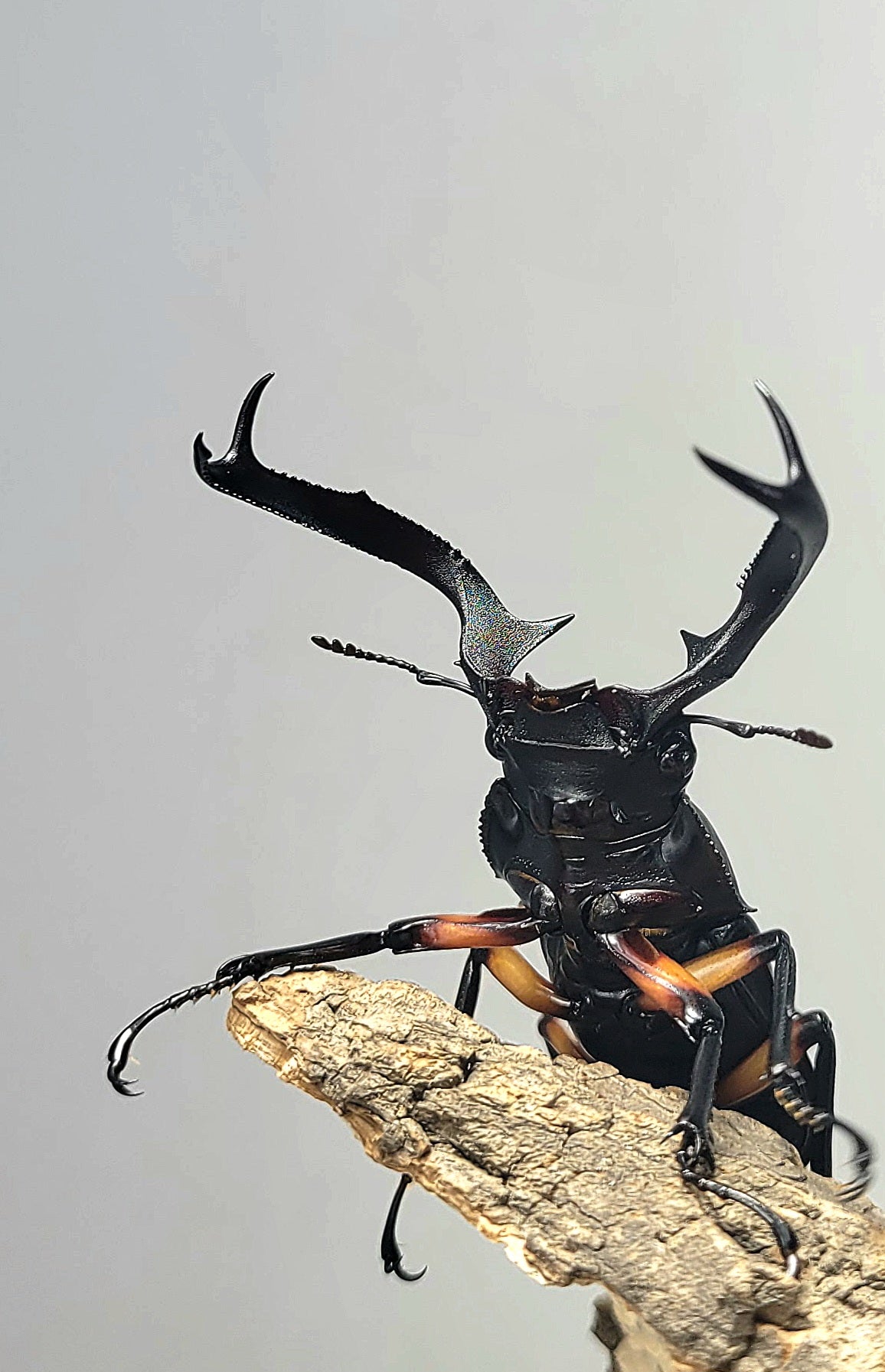 Tempest Hart Stag Beetle (Rhaetulus didieri)