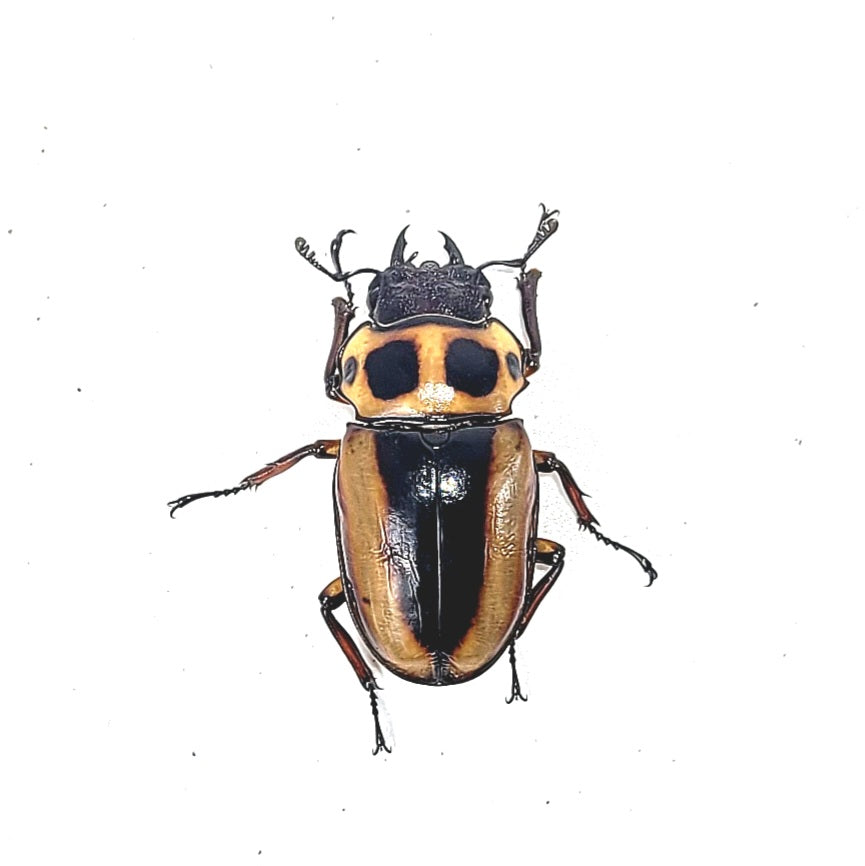 Crab Stag Beetle (Homoderus mellyi)