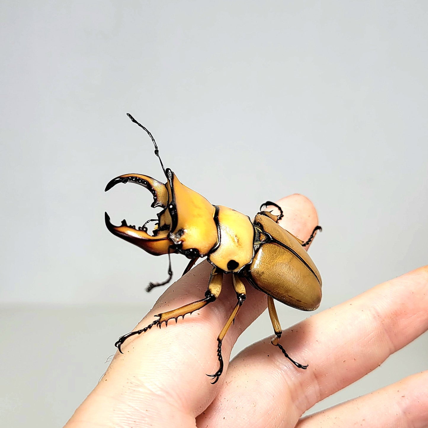 Crab Stag Beetle (Homoderus mellyi)