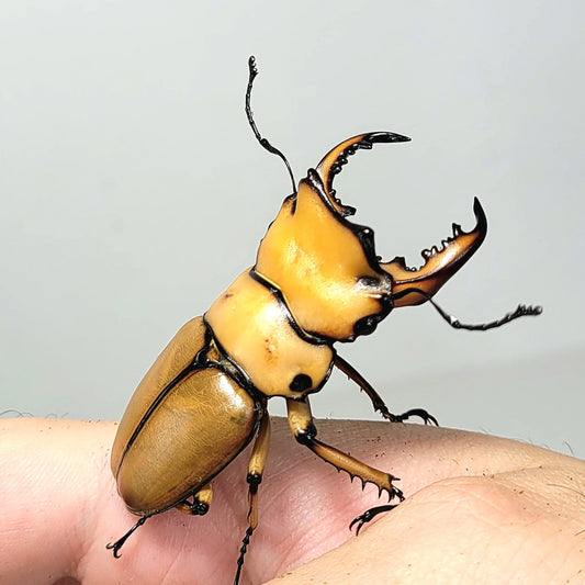 Crab Stag Beetle (Homoderus mellyi)