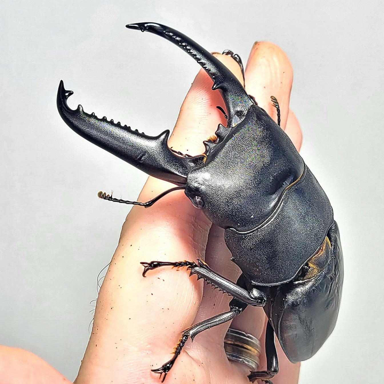 Palawan Stag Beetle (Dorcus titanus palawanicus)